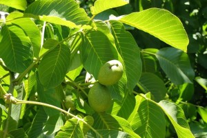 Листья грецкого ореха 
